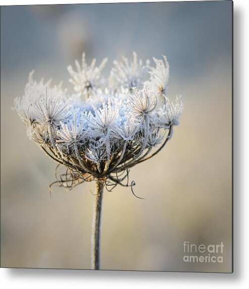 Queen Anne's Lace Metal Print featuring the photograph Queen Anne's Lace With Frost by Tamara Becker