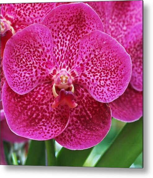 Pink Metal Print featuring the photograph Quiet Simper by Michiale Schneider