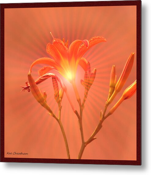 Day Lily Metal Print featuring the photograph Radiant Square Day Lily by Kae Cheatham