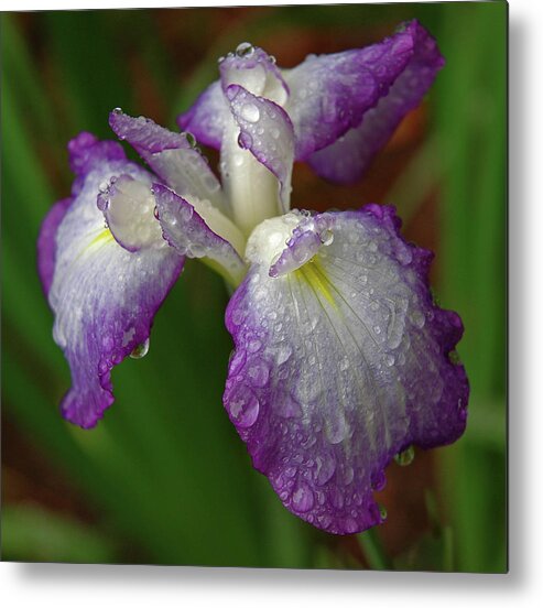 Iris Metal Print featuring the photograph Rain-soaked Iris by Marie Hicks