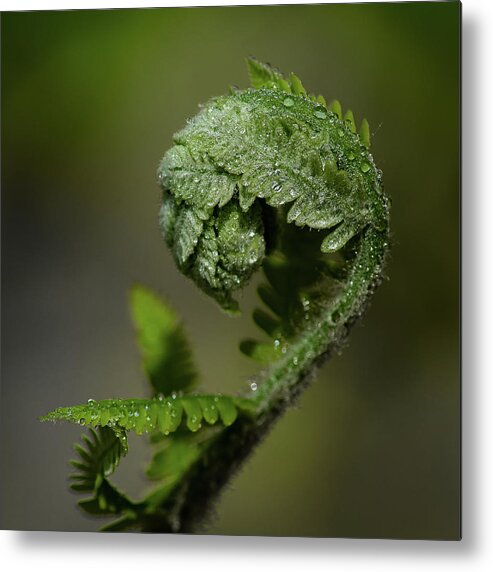 #wisconsin #outdoor #fineart #landscape #photograph #wisconsinbeauty #doorcounty #doorcountybeauty #sony #canonfdglass #beautyofnature #history #metalman #passionformonotone #homeandofficedecor #streamingmedia #damesrocket #invasive #spring #explorespring #springwildflower #reacking #buddingout #fern #dew #buddingout #green Metal Print featuring the photograph Reaching out by David Heilman