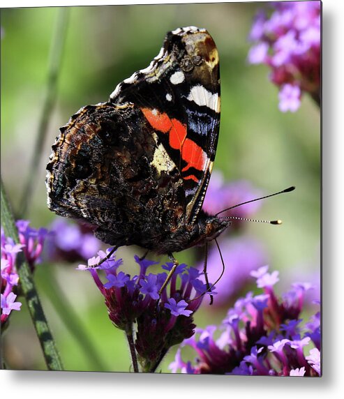 Red Admiral Metal Print featuring the photograph Red admiral butterfly Vanessa atalanta by Paul Cowan