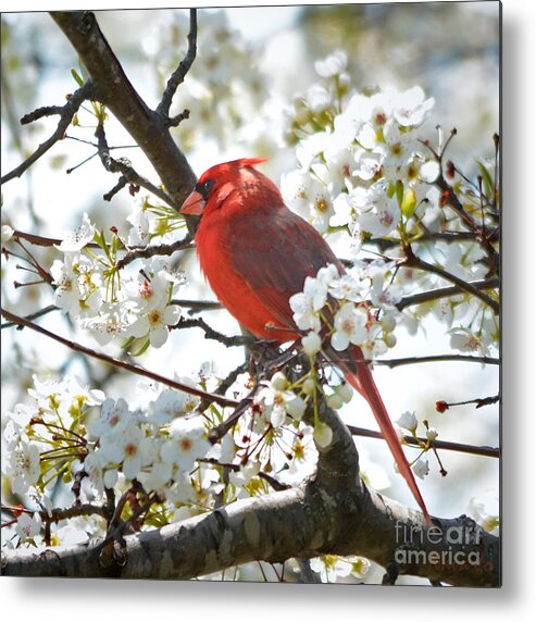 Nature Metal Print featuring the photograph Red Cardinal In Spring Flowers by Nava Thompson