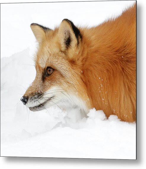 Red Fox Metal Print featuring the photograph Red Fox Close Up by Steve McKinzie