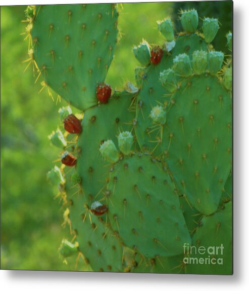  Metal Print featuring the photograph Red Fruit Edged Prickly Pear by Heather Kirk
