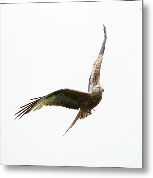 Red Kite Metal Print featuring the photograph Red Kite by Maria Gaellman