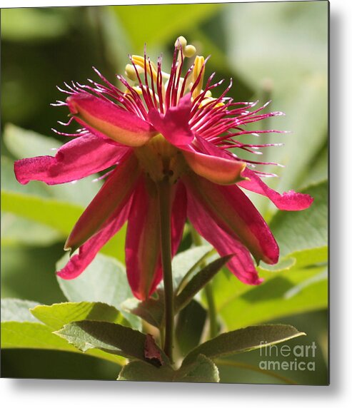 Passion Flower Metal Print featuring the photograph Red Passion Flower by Carol Groenen