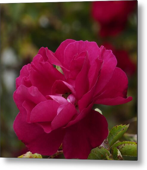 Botanical Metal Print featuring the photograph Red Rose Miniature by Richard Thomas