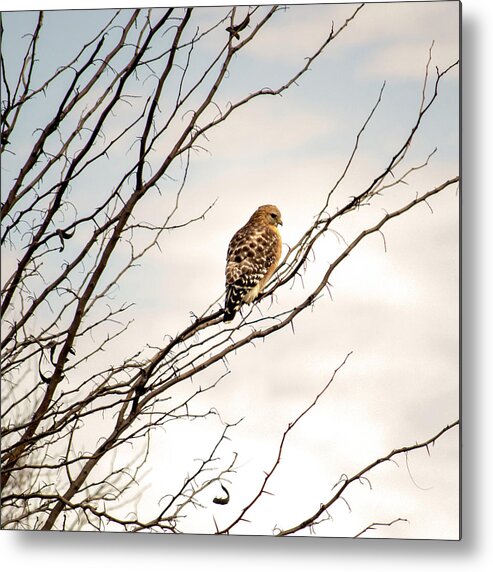 Wildlife Metal Print featuring the photograph Red-Tailed Hawk by Brad Thornton