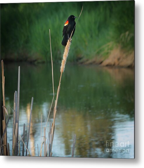 Red-winged Metal Print featuring the photograph Red Winged Blackbird by Robert Bales