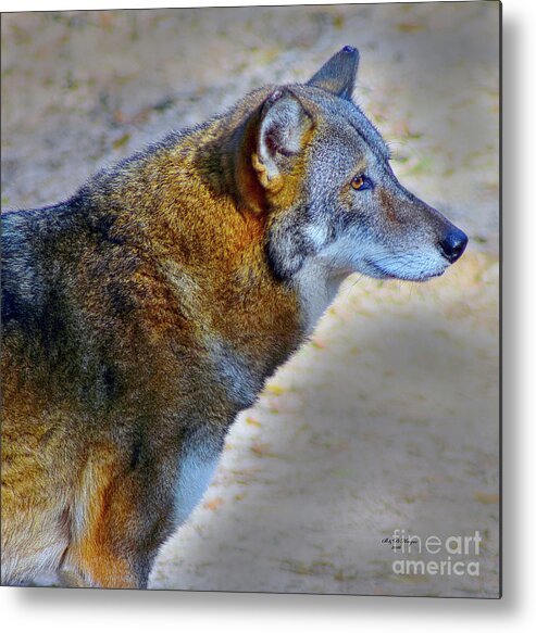 Nature Metal Print featuring the photograph Red Wolf Standing by DB Hayes
