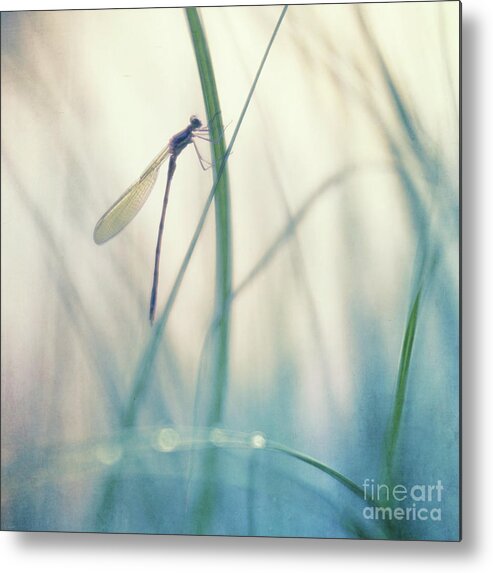Dragonfly Metal Print featuring the photograph Resting Damselfly by Priska Wettstein