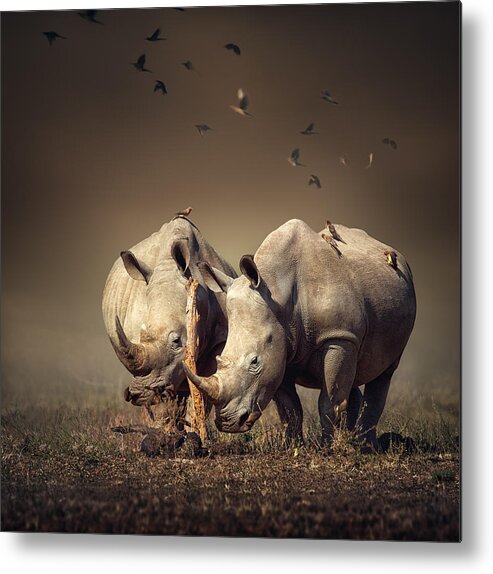 Rhinoceros Metal Print featuring the photograph Rhino's with birds by Johan Swanepoel