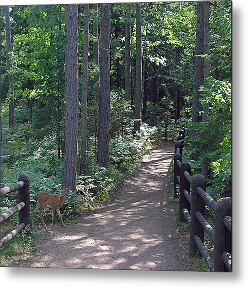 Deer Metal Print featuring the photograph Right of way by Terence McSorley