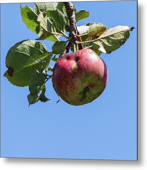 Apple Metal Print featuring the photograph Ripe and Ready by Jurgen Lorenzen