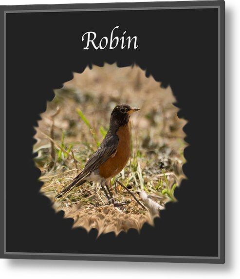 Robin Metal Print featuring the photograph Robin by Holden The Moment