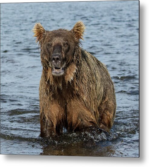 Alaska Metal Print featuring the photograph Rogue Bear by Cheryl Strahl