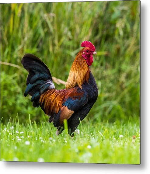 Hen And Chicks Metal Print featuring the photograph Rooster by Paul Freidlund