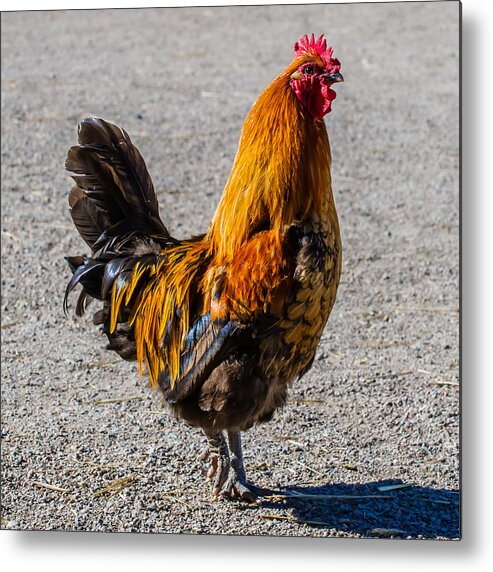 Rooster Metal Print featuring the photograph Rooster by Torbjorn Swenelius