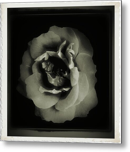 Abstract Metal Print featuring the mixed media Rose 12 by John Krakora