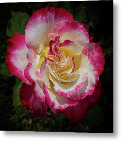 Nature Metal Print featuring the photograph Rose Beauty by Shirley Mitchell