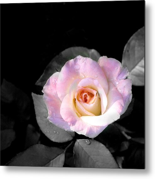 Princess Diana Rose Metal Print featuring the photograph Rose Emergance by Steve Karol