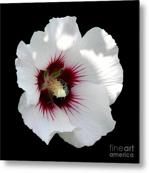 Rose Of Sharon Metal Print featuring the photograph Rose of Sharon Flower and Bumble Bee by Rose Santuci-Sofranko