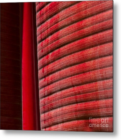 Canna Metal Print featuring the photograph Ruby Lines by Marilyn Cornwell
