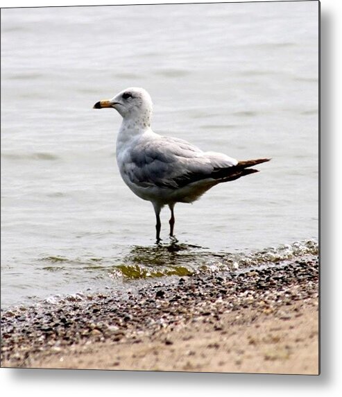 Water Metal Print featuring the photograph Seagull at Durand by Justin Connor