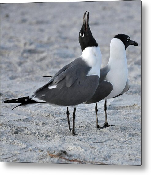 Seagulls Metal Print featuring the photograph Seagulls by Rose Hill