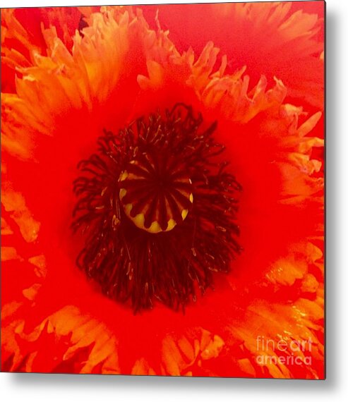 Flower Metal Print featuring the photograph Seattle by Denise Railey