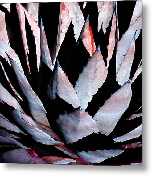 Sedona Metal Print featuring the pyrography Sedona Century Cactus by Joe Hoover