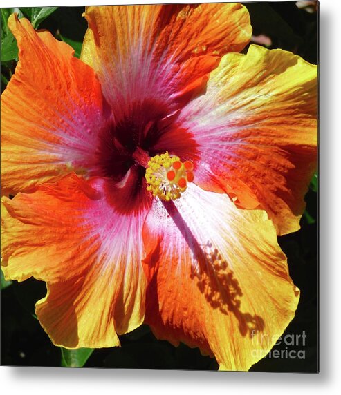 Hibiscus Metal Print featuring the photograph Sex on the Beach Hibiscus by Jean Wright