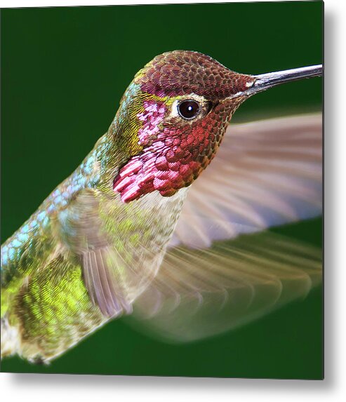 Bird Metal Print featuring the photograph Shimmer by Briand Sanderson