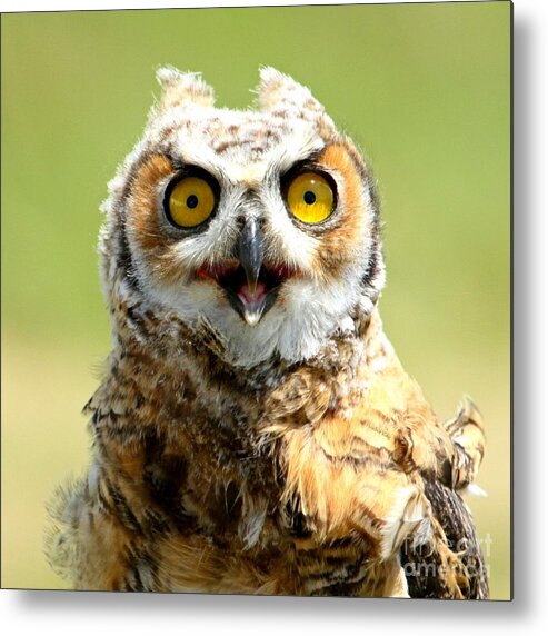 Owl Metal Print featuring the photograph Shock value by Heather King