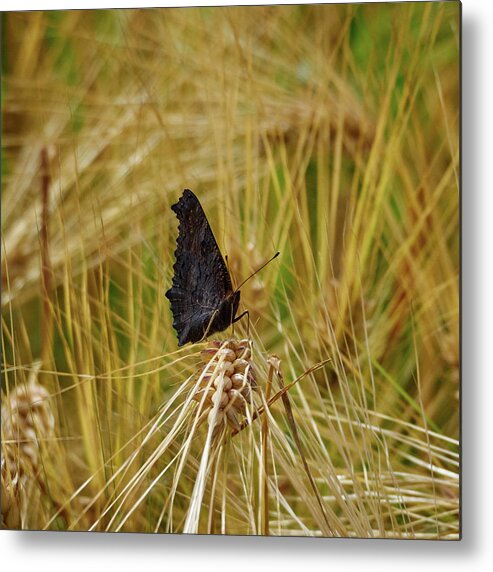 Aglais Io Metal Print featuring the photograph Showing the dark side. European Peacock on Barley by Jouko Lehto