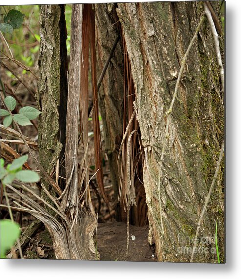 Anderson River Park Metal Print featuring the photograph Shredded Tree by Carol Lynn Coronios