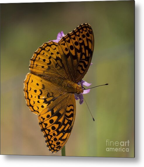 Insects Metal Print featuring the photograph Sideways by Lili Feinstein