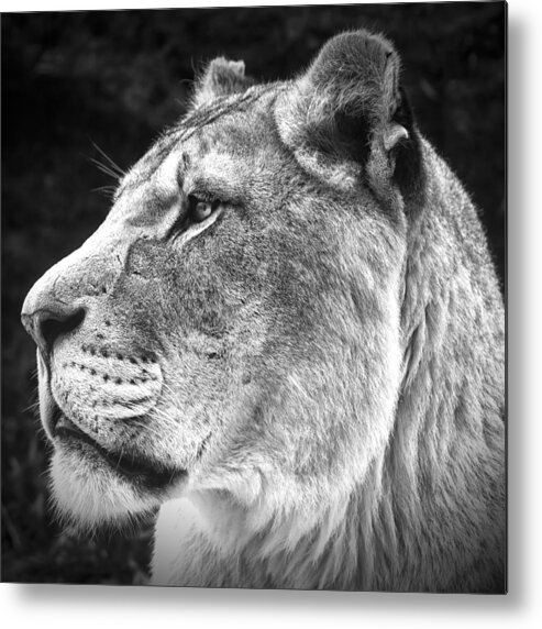 Silver Metal Print featuring the photograph Silver Lioness - SquareFormat by Chris Boulton