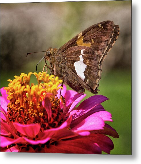7 Ponds Metal Print featuring the photograph Silver Spotted Skipper by Winnie Chrzanowski