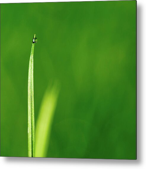 Macro Water Drop Metal Print featuring the photograph Single 2 by Rebecca Cozart