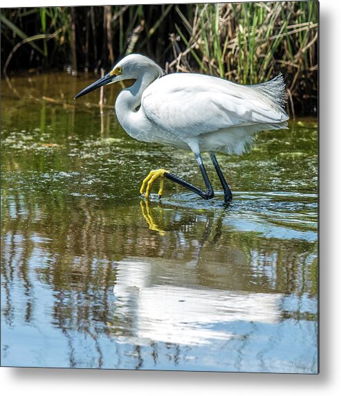 Egret Metal Print featuring the photograph Snowy Egret Reflection by William Bitman