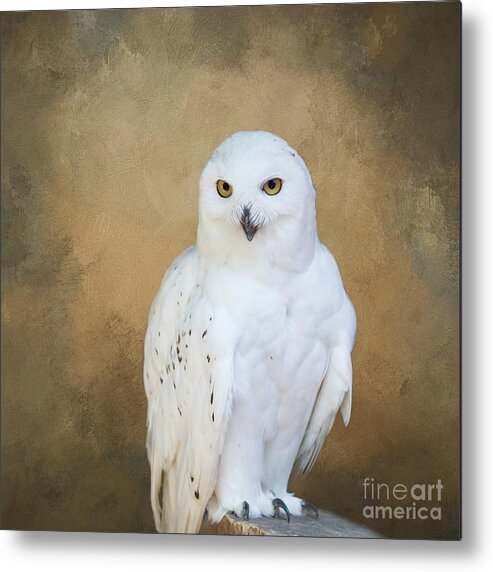 Snowy Owl Metal Print featuring the photograph Snowy White by Eva Lechner