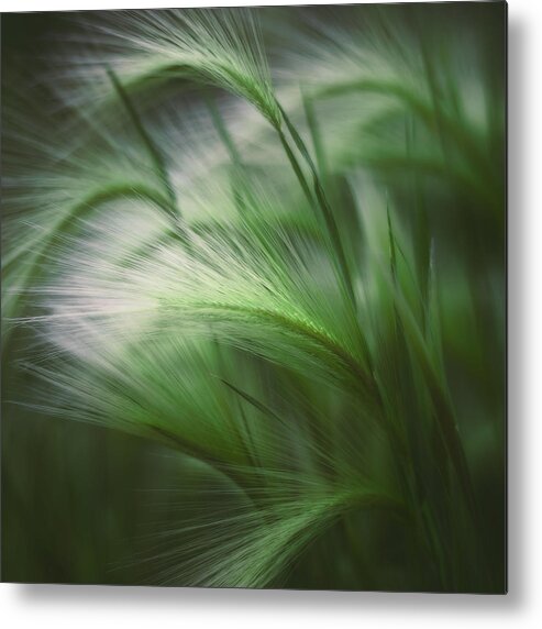 Grass Metal Print featuring the photograph Soft Grass by Scott Norris