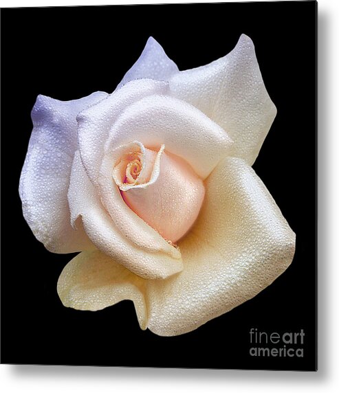 Lovely White Dew Drop Rose Metal Print featuring the photograph Soft Sweet Rain Drops On White Rose Blossom by Jerry Cowart