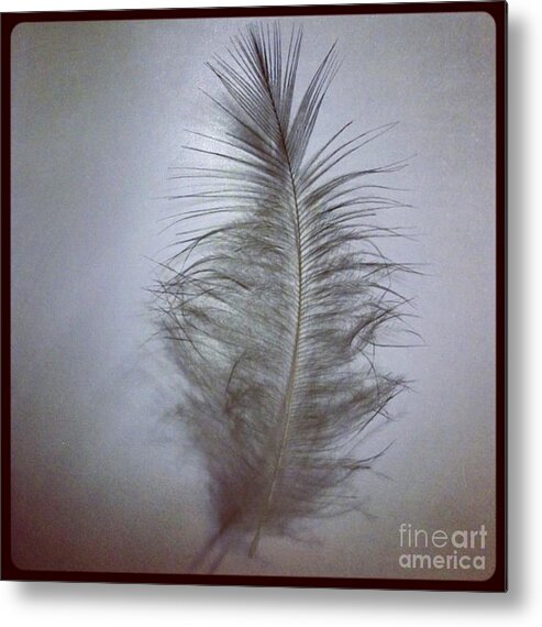 Feather Metal Print featuring the photograph Softly As You Go by Denise Railey