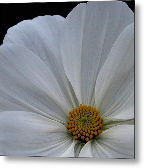 Flower Metal Print featuring the photograph Softly White by Marilynne Bull
