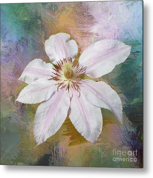 Flower Metal Print featuring the photograph Solo Clematis by Jack Torcello