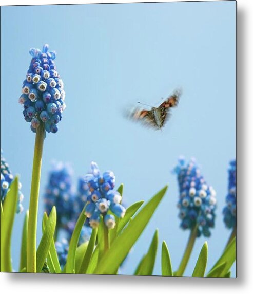 Insectsofinstagram Metal Print featuring the photograph Something In The Air: Peacock by John Edwards