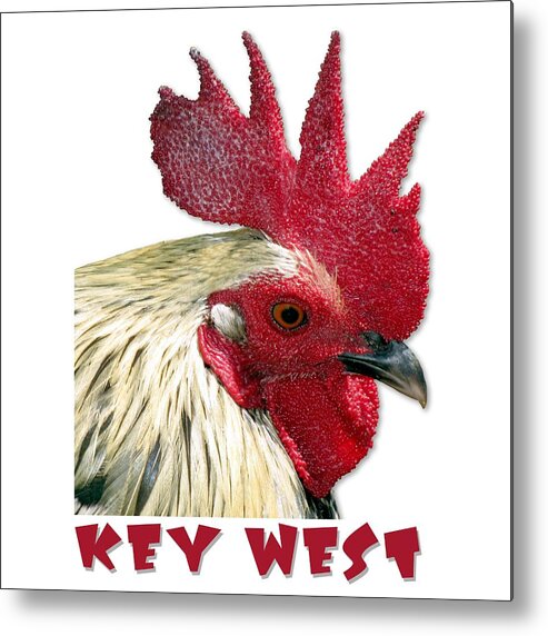 Key West Metal Print featuring the photograph Special Edition Key West Rooster by Bob Slitzan